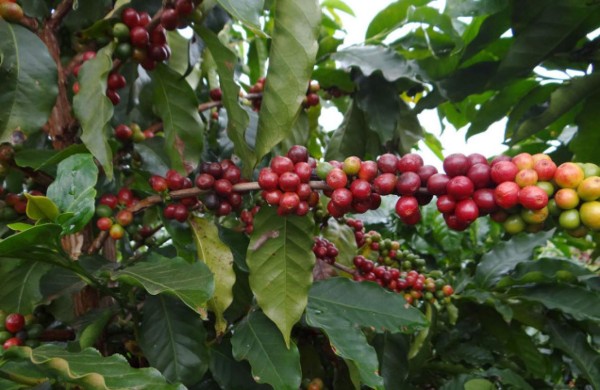Costa Rica libera una variedad de café más resistente a la roya