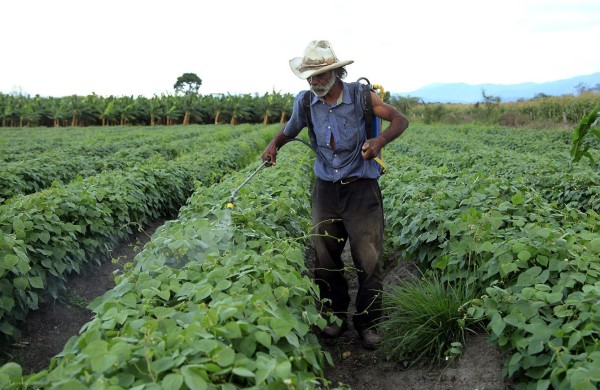 Frijoleros de Honduras registran pérdida de L350 millones en producción