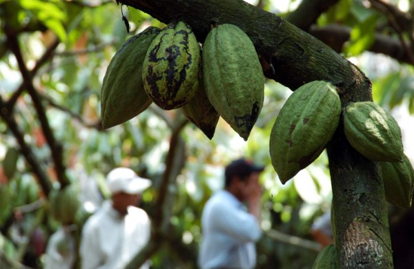 Proyectan cosechar 2,000 toneladas de cacao