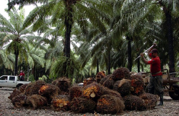 Declaran emergencia en sector palmero