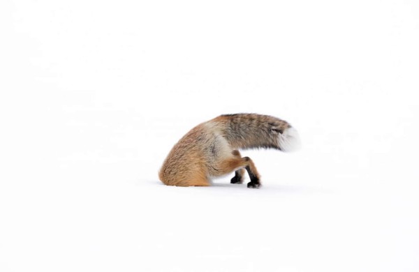 Premio a las mejores fotos de la naturaleza