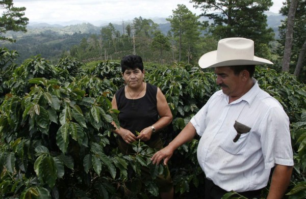 Mejor cosecha y altos precios auguran buen 2015 para el café