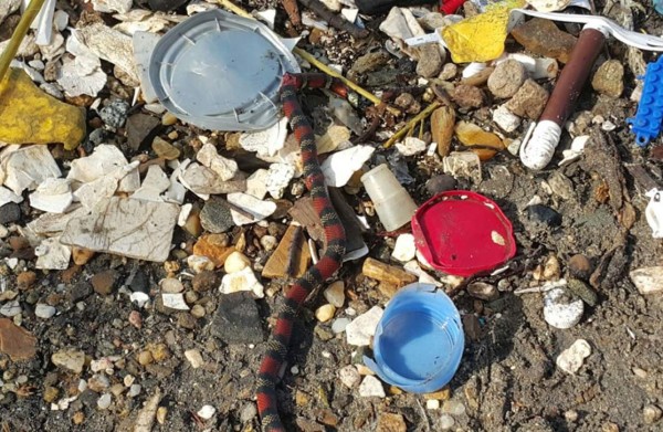 Serpiente de coral llega a Omoa entre basura arrastrada de Guatemala