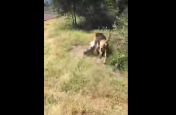 El video del terrible ataque de un león al dueño de una reserva