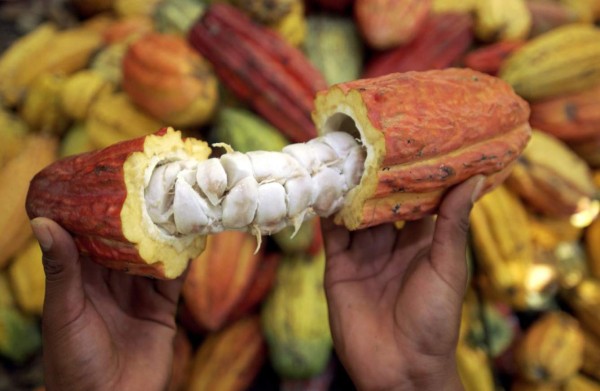 Discuten situación de la producción de cacao en Honduras