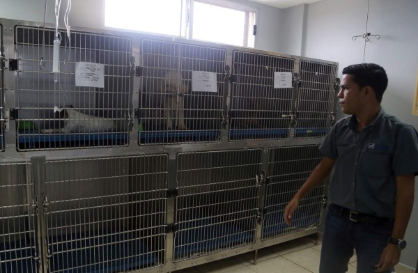 Repudian maltrato contra mascotas en San Pedro Sula
