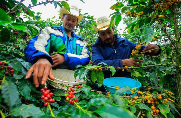 Productores de café centroamericanos avanzan en diversificación productiva