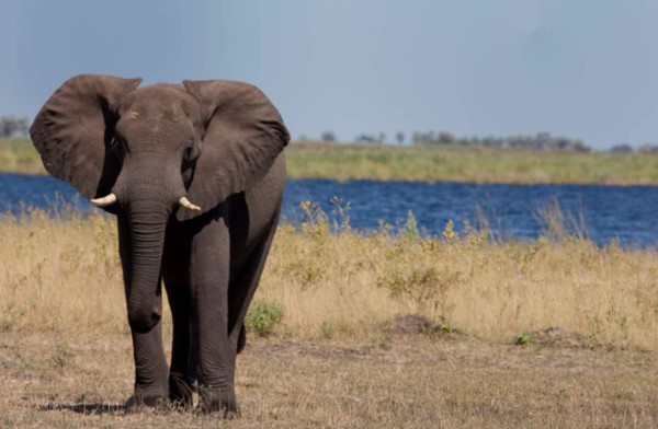 Muere joven al intentar hacerse un 'selfi' con elefante