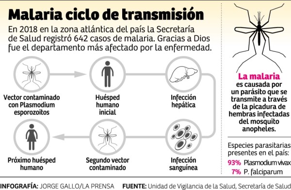 Hoy combaten el dengue en 1,200 casas del sector Rivera Hernández