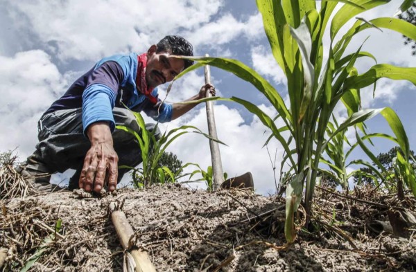 Un 40% de la producción de maíz en Honduras se perdió por la sequía, informó Prograno