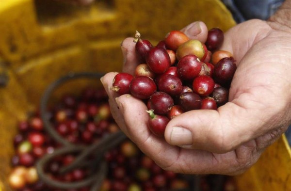 Costa Rica enfrenta nuevo brote de roya de café