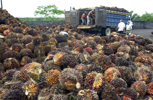 Envíos agrícolas fueron no tradicionales en 62.7% en 2013