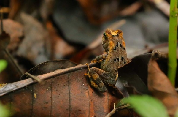 Pico Bonito, aguas cristalinas y una exuberante vida silvestre