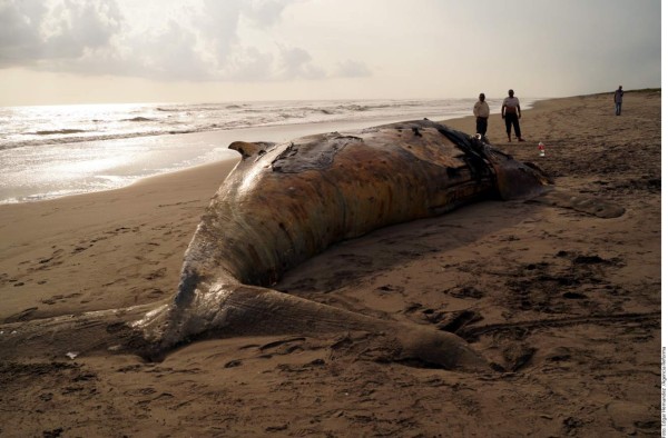 Hallan ballena muerta en Chiapas