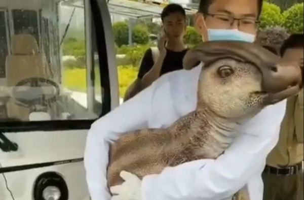 Video viral: hombre carga en sus brazos a un supuesto dinosaurio 'clonado' en China