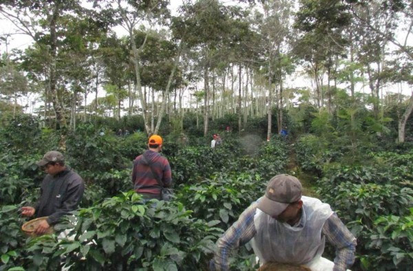 Honduras vende 193,5 millones de dólares en café