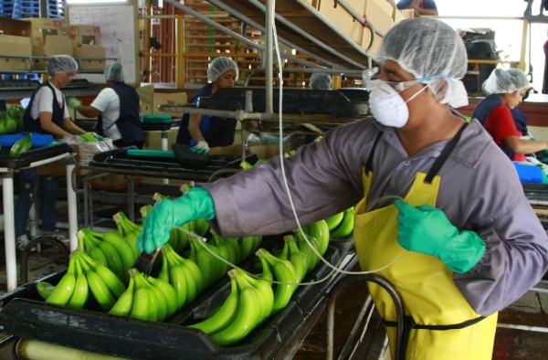 Exportación de banano registra un incremento de L108 millones