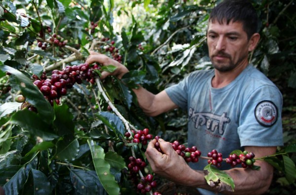 Producción de café disminuirá en un millón de quintales