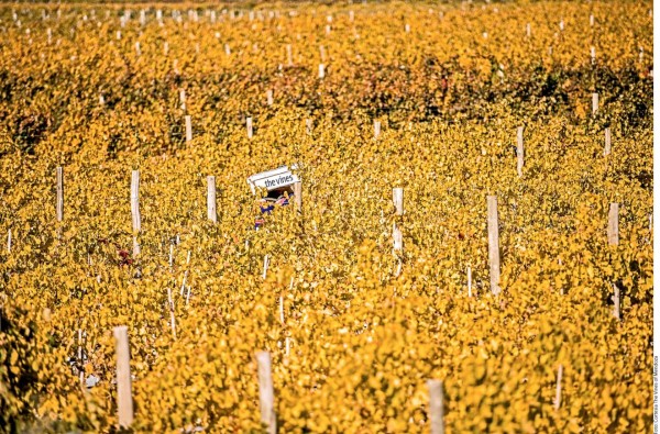 Mendoza, el paraíso del vino en Argentina