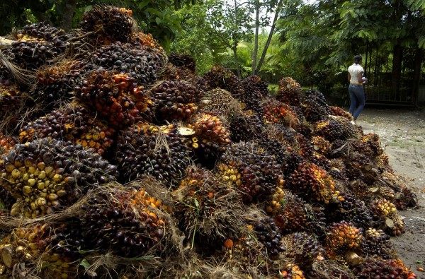 Inyectan L205 millones a la producción de palma aceitera