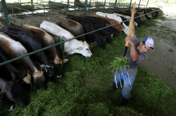 Ganaderos hondureños afectados por bajos precios contemplan otros rubros