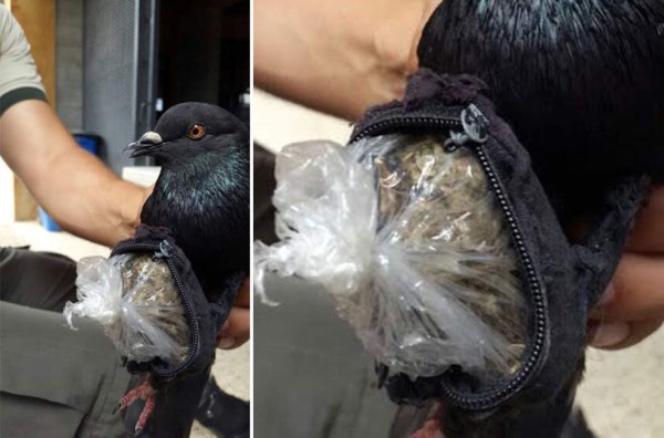 Interceptan 'paloma mensajera' con cocaína en cárcel de Costa Rica