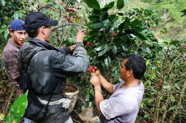 Caída en el precio del café dejará pérdidas de L5,600 millones