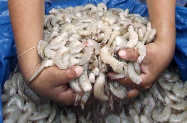 Industria del camarón mejora envíos al exterior