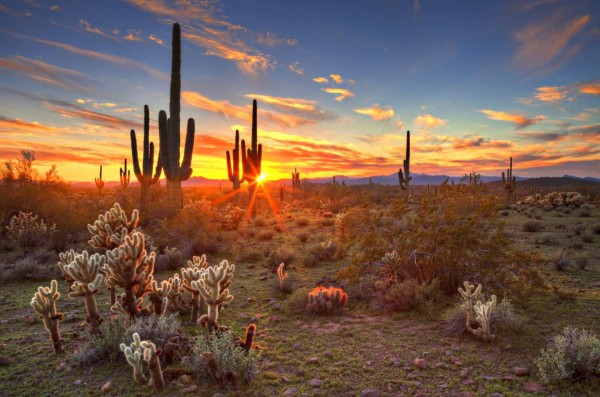 Los atractivos del desierto de Sonora