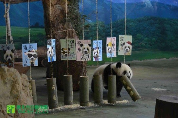 La panda más famosa celebra su primer cumpleaños