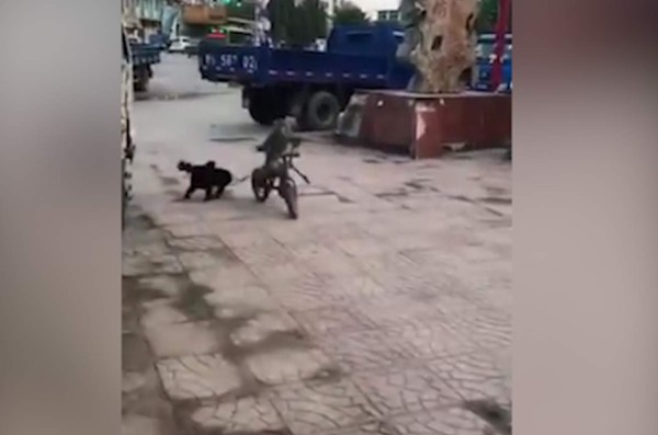 Video: Mono roba una bicicleta para escapar de un perro