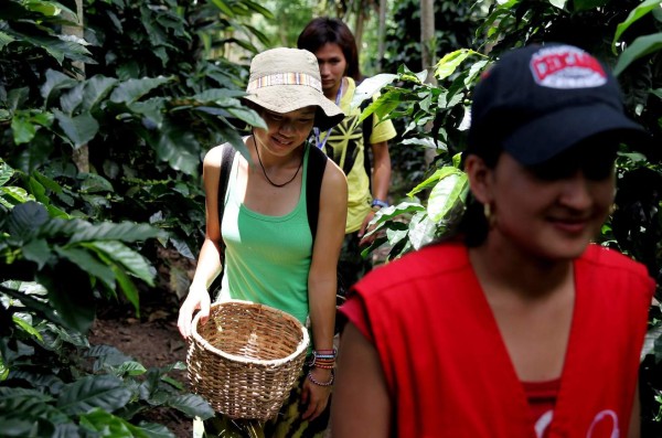 Colombia ofrece la ruta del café como experiencia turística