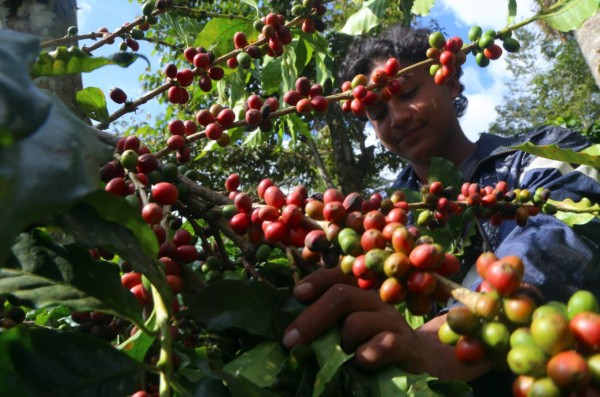 Envíos de café crecen 41% y facturan $1,322 millones