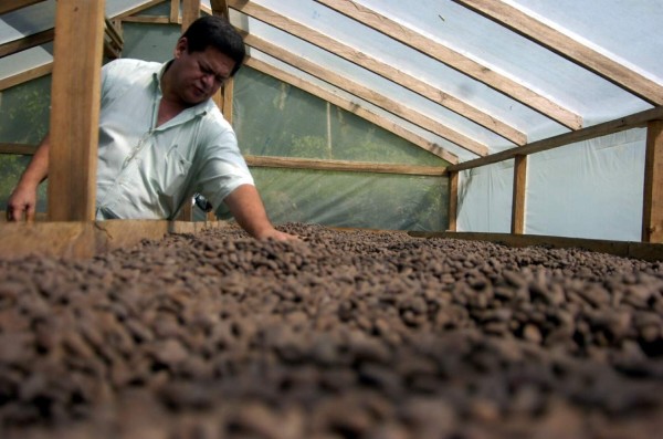 Producción de cacao para fin de año será de 1,400 toneladas