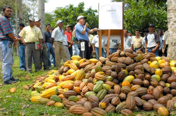 Potencian siembra de cacao en Honduras para cosecha 2014-15