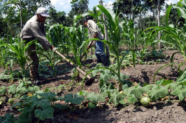 Sector agropecuario, el que más impulsó crecimiento económico