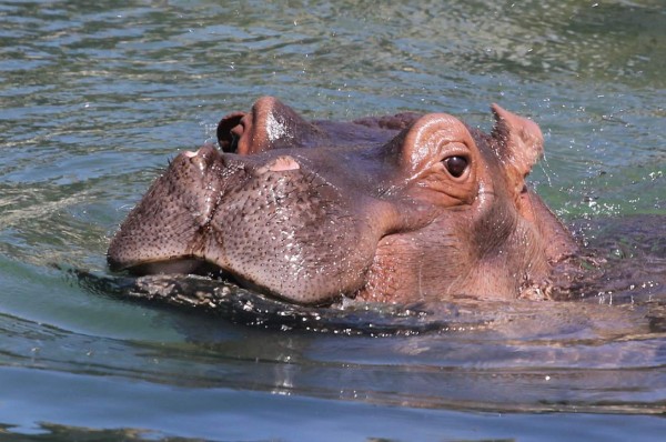 Muere la hipopótamo en cautiverio más vieja del mundo