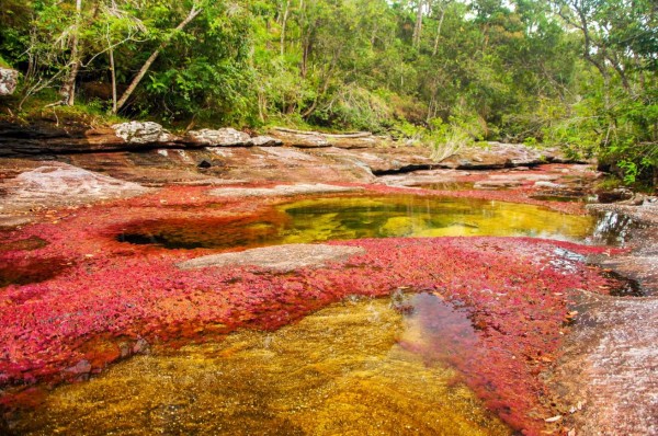 Cano Cristales, a colorful river in Colombia.