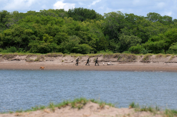 Honduras: Advierten baja producción de huevos de tortugas