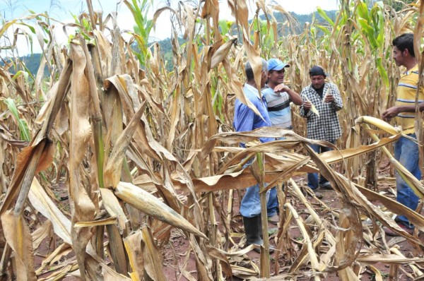 SAG reporta efectos de la sequía en producción hondureña de maíz