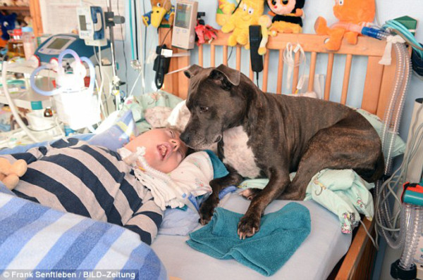 Conmovedora historia de una perra que visita todas las mañanas a un niño en coma
