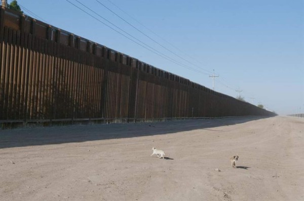 Advierten de 'impacto desastroso' en 93 especies por muro entre EUA y México