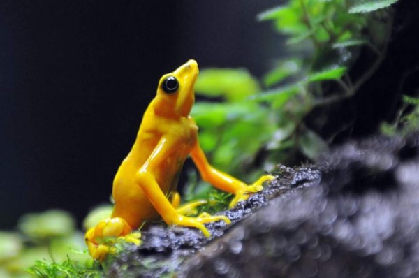 Colombia refuerza la labor para evitar el tráfico ilegal de ranas doradas