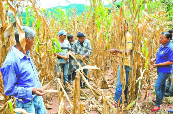 Sequía afecta los cultivos de granos en Comayagua