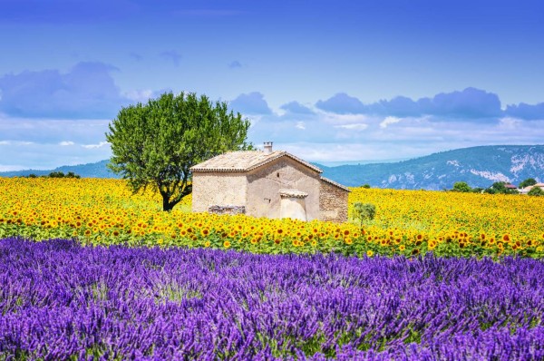 Provenza Francesa, una maravilla que seduce a los turistas   