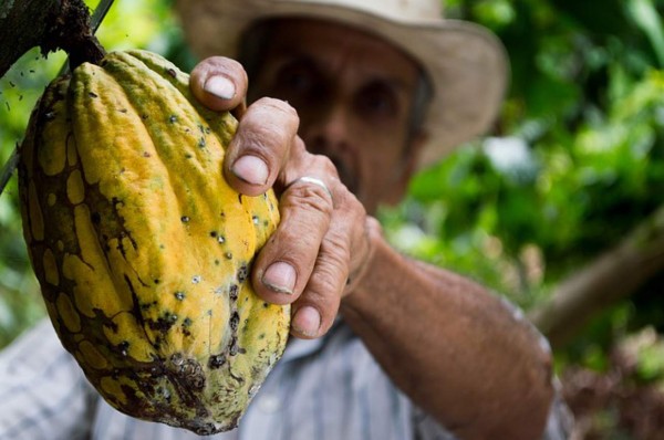 Promueven inversión en cacao, pimienta y rambután