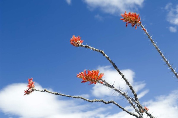 Coahuila, desierto bello y fértil