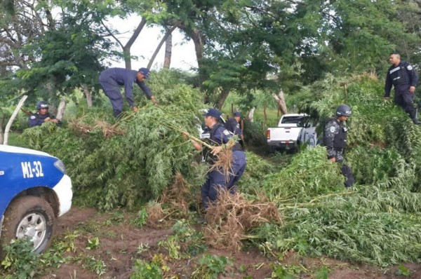 Decomisan 3,500 plantas de marihuana en Honduras