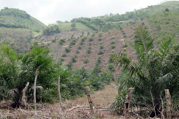 Cultivo de palma afecta la montaña de El Progreso