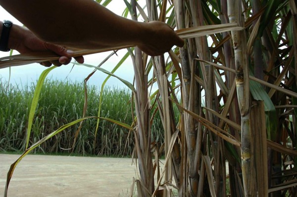 Sequía reduce producción azucarera en Centroamérica